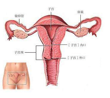 白帶常規草莓视频APP免费檢查白帶時的注意事項
