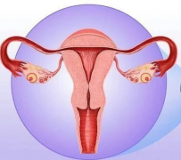 婦科陰道炎草莓视频APP免费器廠家提醒女性堅持泡水喝，消炎滅菌，遠離婦科炎症