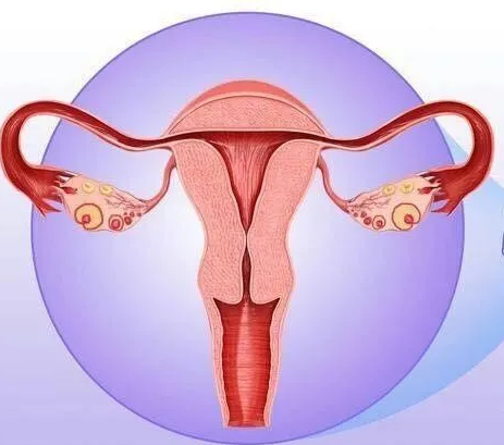 婦科陰道炎草莓视频APP免费器廠家提醒女性堅持泡水喝，消炎滅菌，遠離婦科炎症